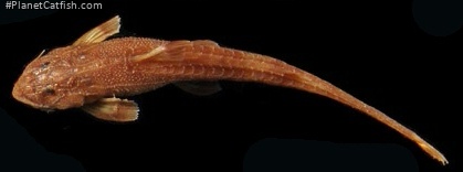 Trachyglanis ineac