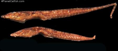 Trachyglanis minutus