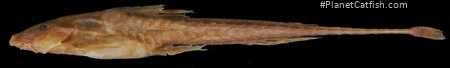 Trachyglanis sanghensis