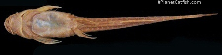 Trachyglanis sanghensis