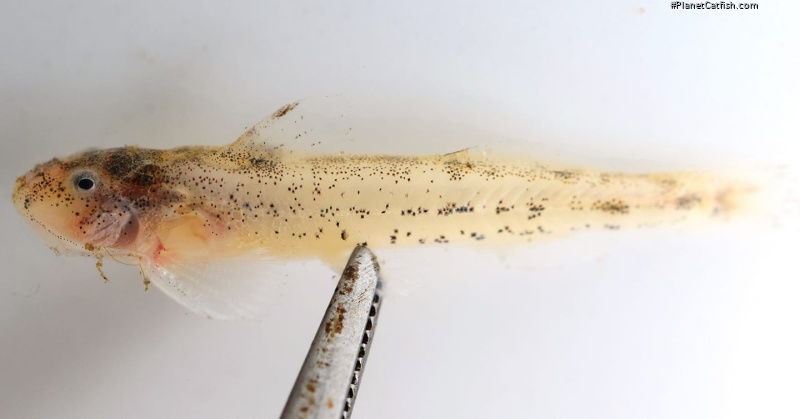Zaireichthys cf. pallidus