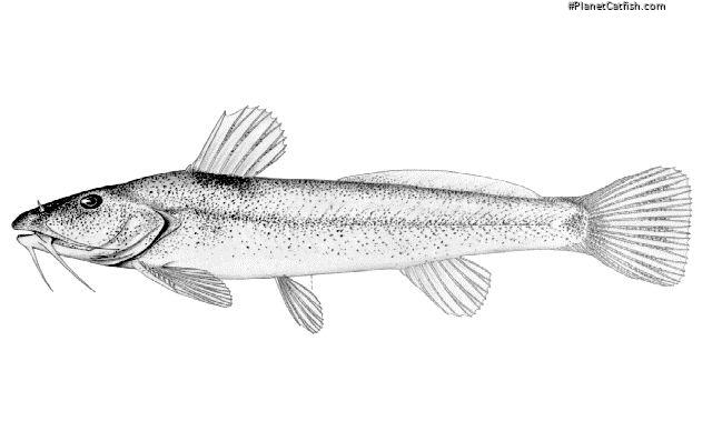 Zaireichthys flavomaculatus