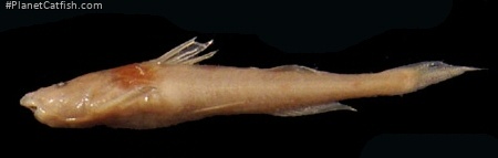 Zaireichthys mandevillei