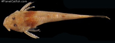 Zaireichthys mandevillei