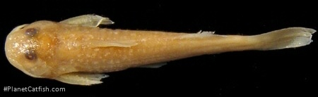 Zaireichthys rotundiceps