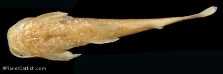 Zaireichthys rotundiceps