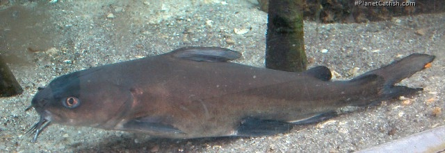 Ariopsis felis