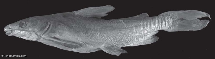 Cathorops aguadulce