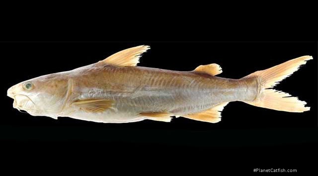 Cathorops taylori