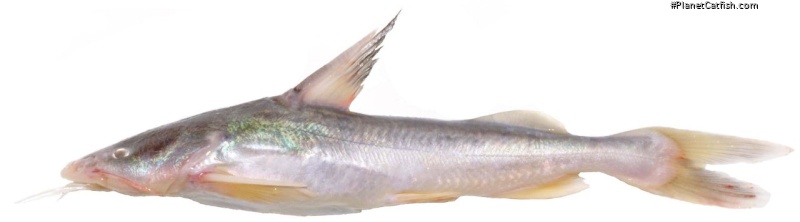 Hemiarius stormii