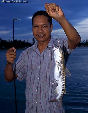 Hexanematichthys sagor