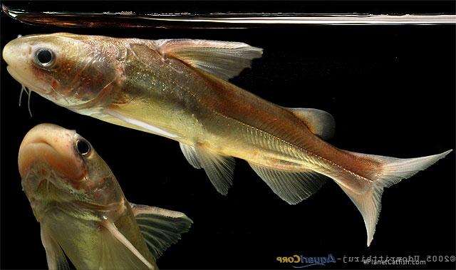 Ketengus typus