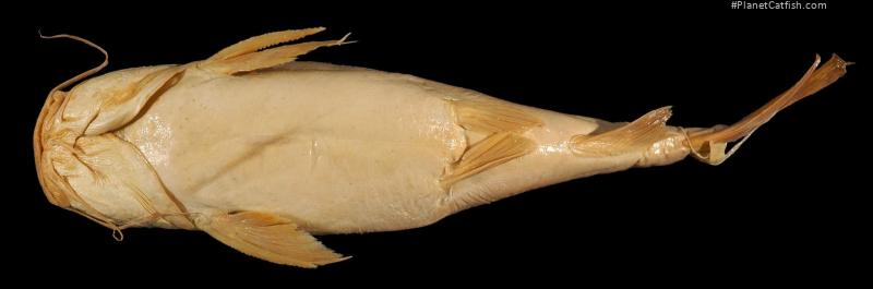 Neoarius graeffei
