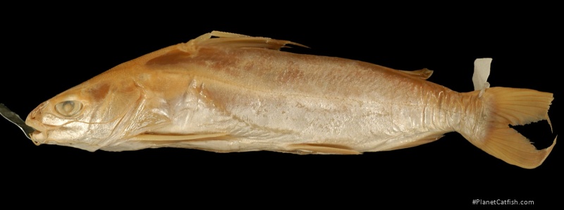 Netuma bilineata