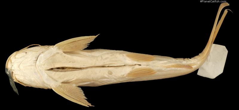 Netuma bilineata