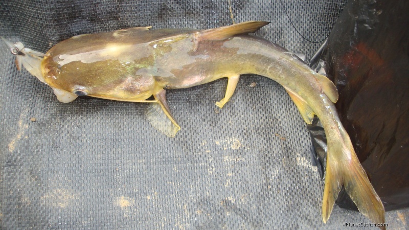 Osteogeneiosus militaris