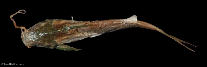 Sciades herzbergii