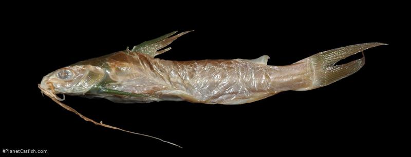 Sciades herzbergii