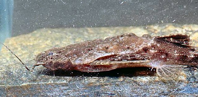 Bunocephalus colombianus