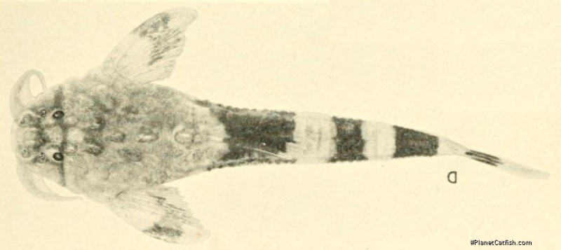 Dupouyichthys sapito