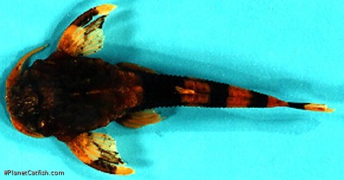 Dupouyichthys sapito