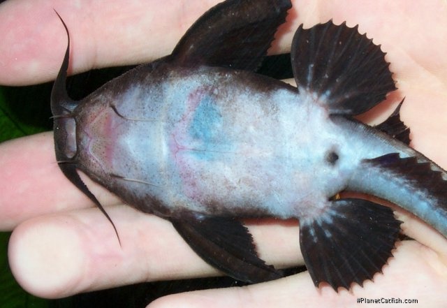 Platystacus cotylephorus