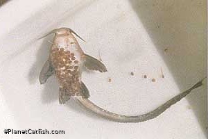 Platystacus cotylephorus