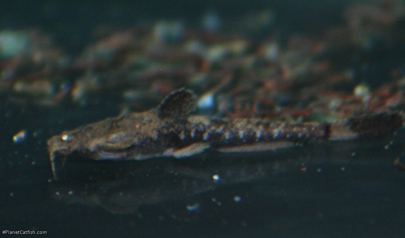 Pseudobunocephalus quadriradiatus