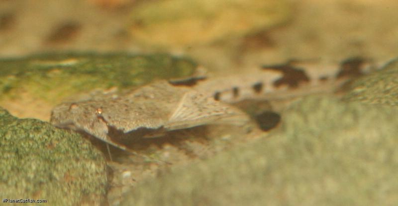 Pterobunocephalus dolichurus