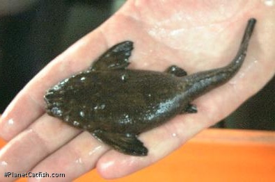 Xyliphius barbatus