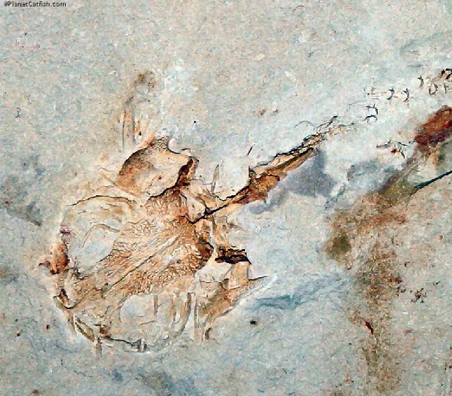 Astephus antiquus