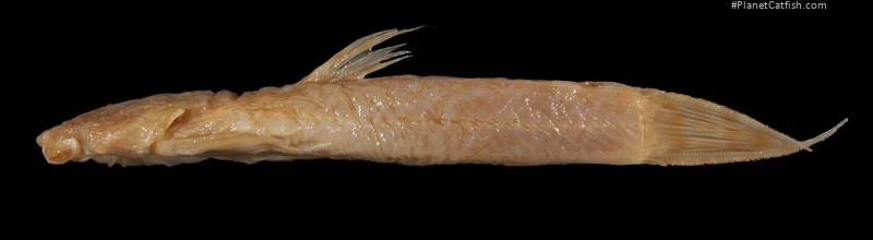 Astroblepus boulengeri