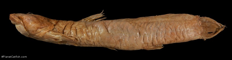 Astroblepus brachycephalus