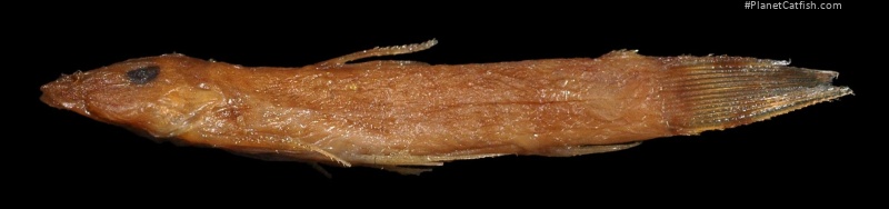 Astroblepus cirratus