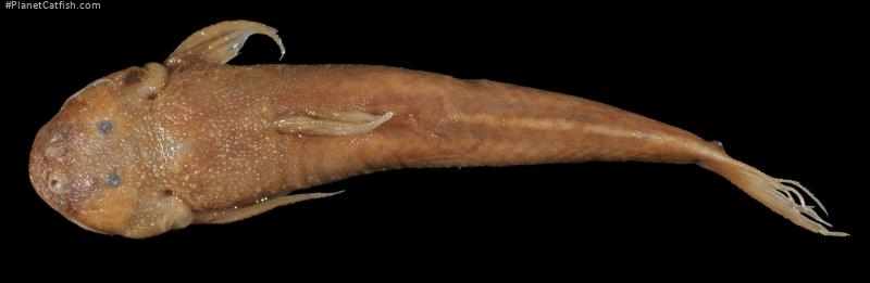 Astroblepus eigenmanni