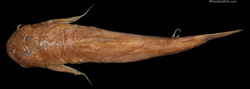 Astroblepus festae