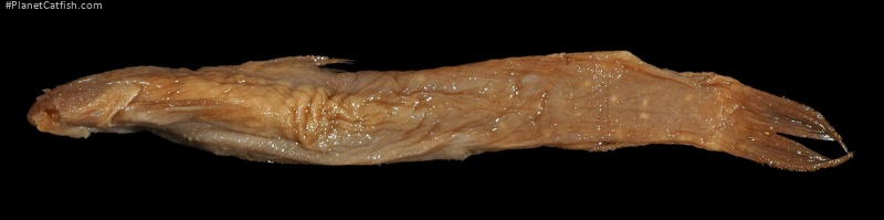 Astroblepus fissidens