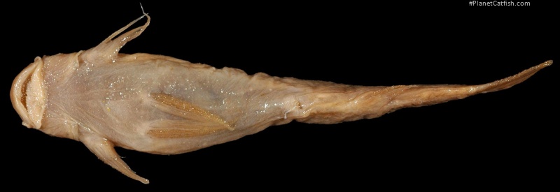 Astroblepus fissidens