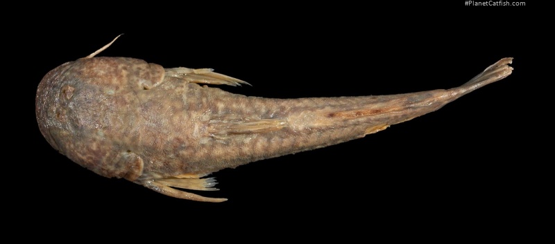 Astroblepus guentheri