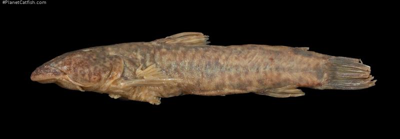 Astroblepus guentheri
