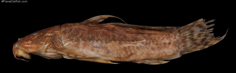 Astroblepus heterodon