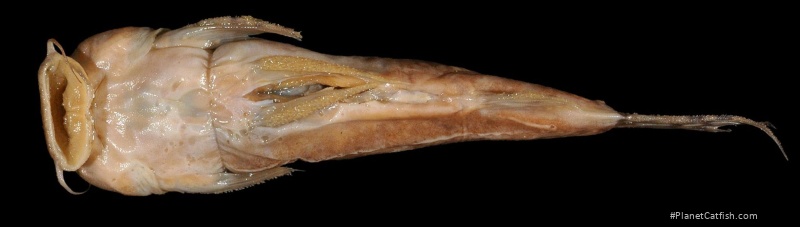 Astroblepus heterodon