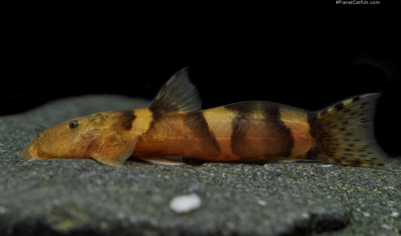 Astroblepus mancoi