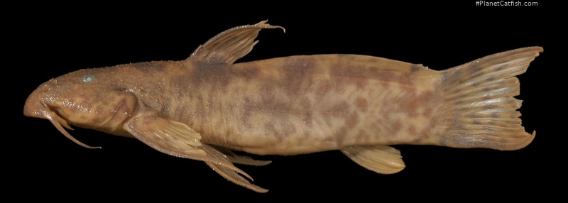 Astroblepus marmoratus