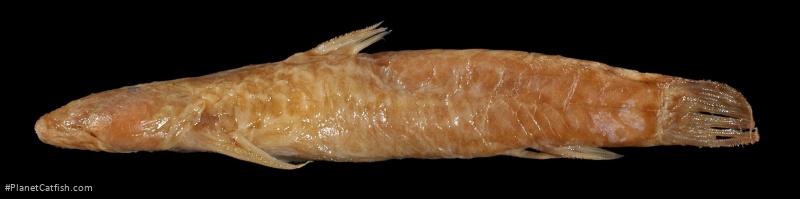 Astroblepus orientalis