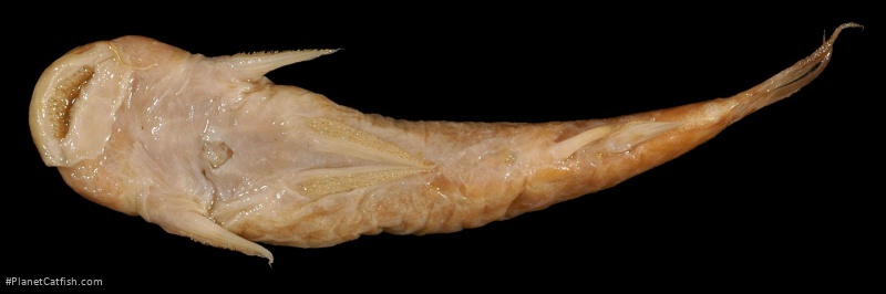 Astroblepus orientalis