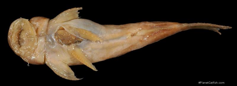 Astroblepus retropinnus