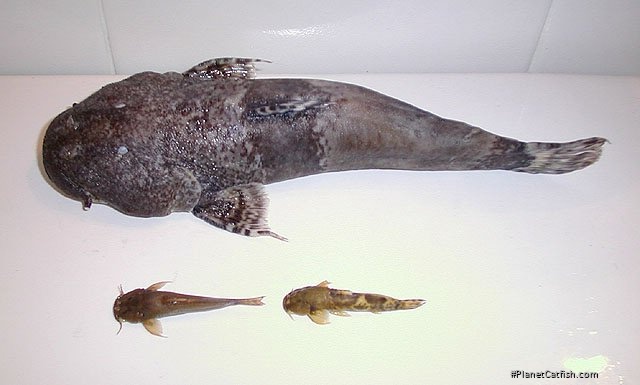 Astroblepus sabalo