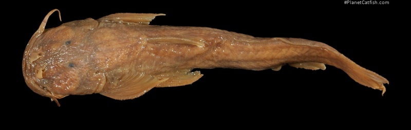 Astroblepus simonsii