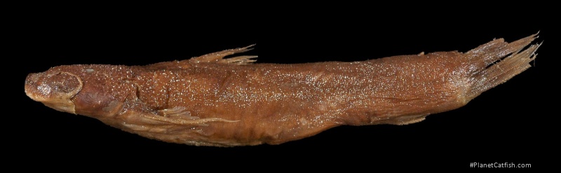 Astroblepus vaillanti